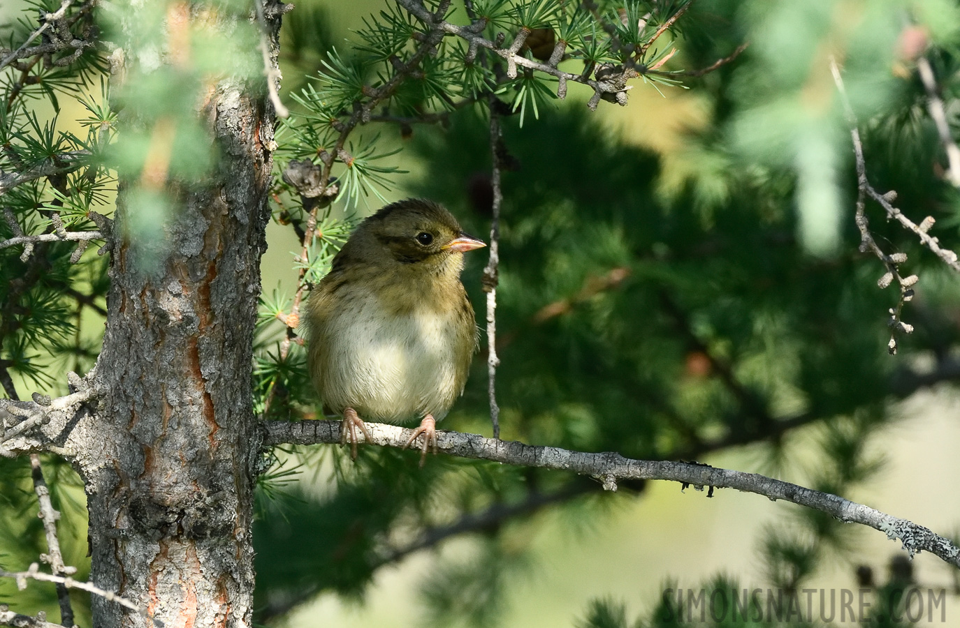 Melospiza lincolnii lincolnii [400 mm, 1/800 sec at f / 9.0, ISO 1600]